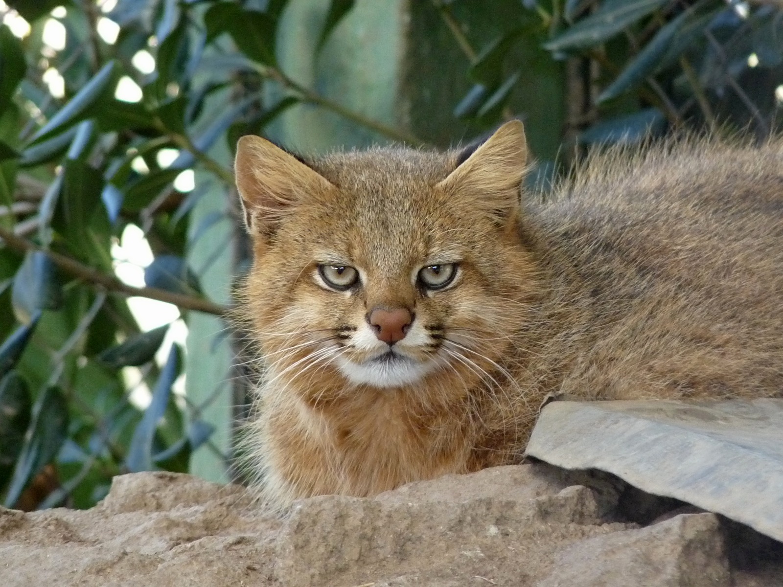 gato de pajonal.jpeg